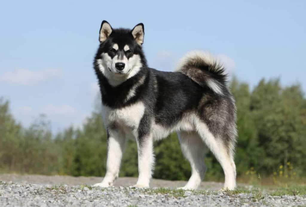 jenis anjing lucu