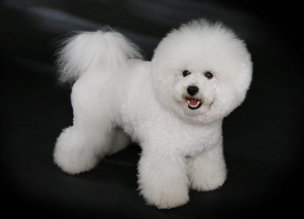 jenis anjing lucu