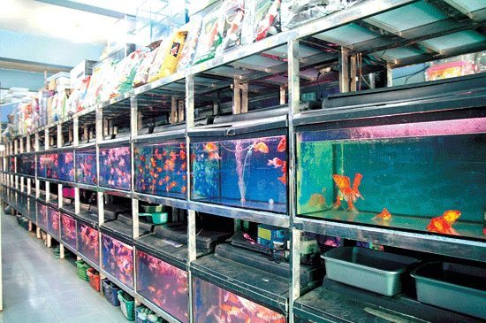 usaha ikan hias