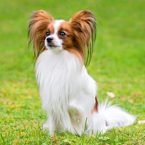 jenis anjing lucu