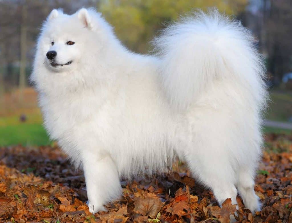 jenis anjing lucu