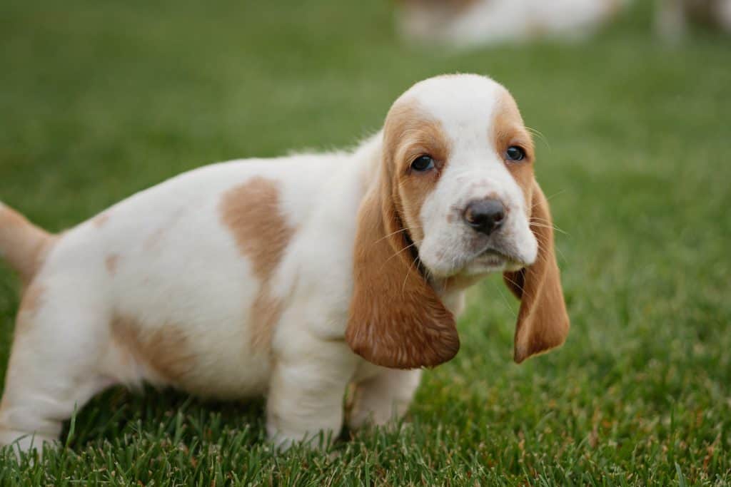 jenis anjing lucu