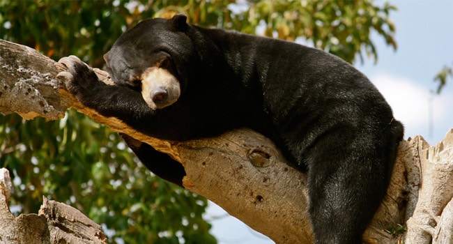 fauna asiatis adalah