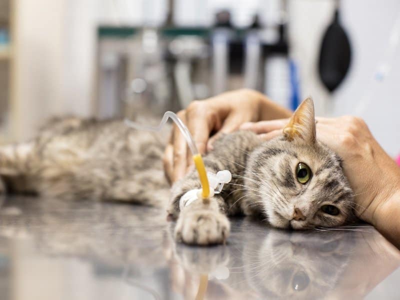 kucing cacingan