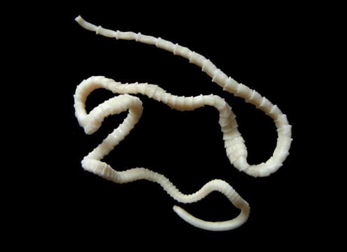 castoda