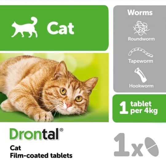 obat cacing kucing