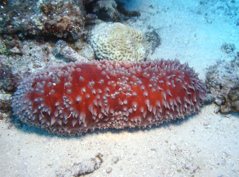 echinodermata adalah