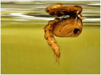 metamorfosis nyamuk