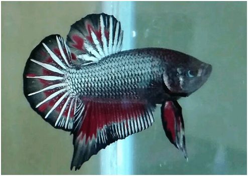 ikan cupang termahal