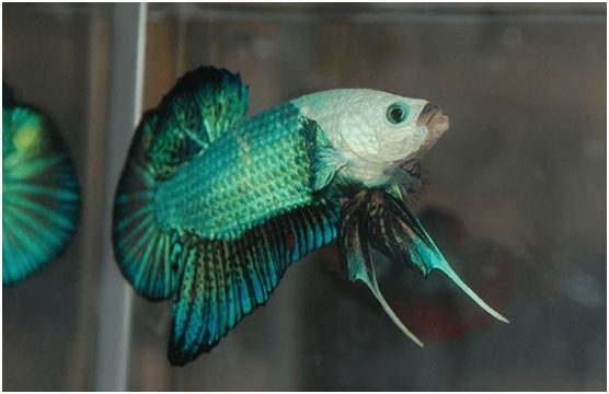 ikan cupang termahal