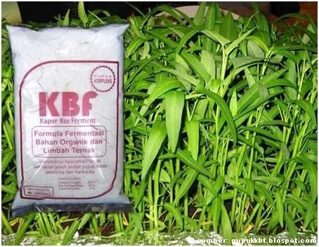 cara memberi pupuk kangkung