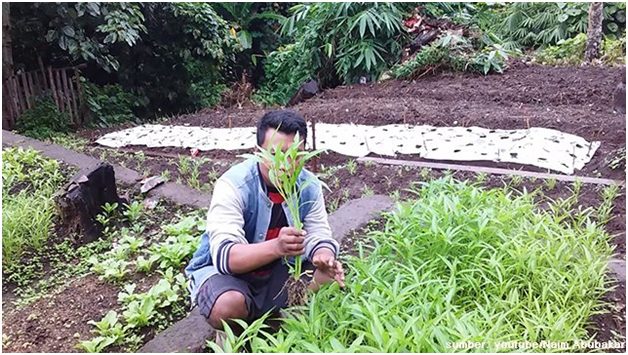 cara panen kangkung