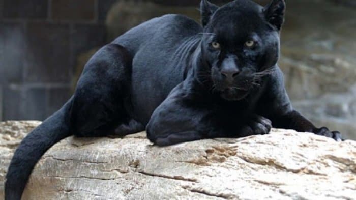 fauna asiatis adalah