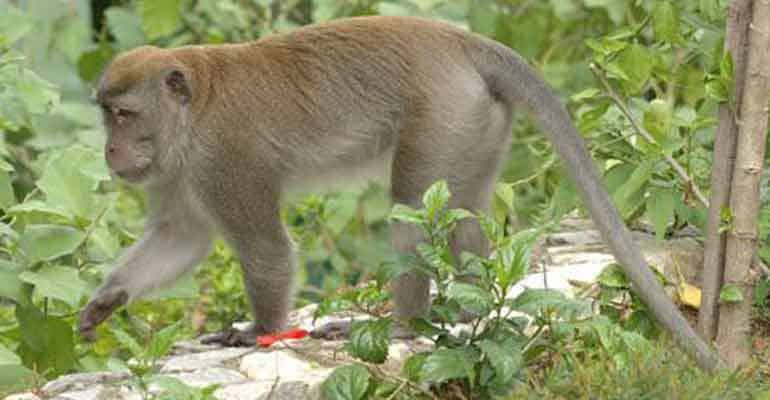 fauna asiatis adalah