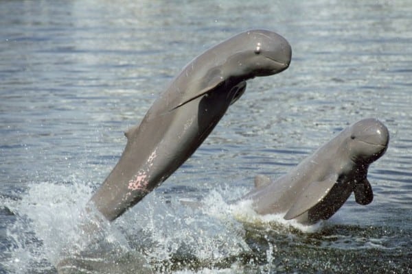 fauna asiatis adalah
