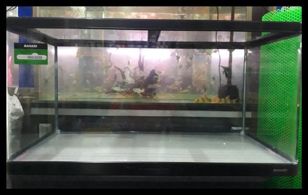 harga aquarium