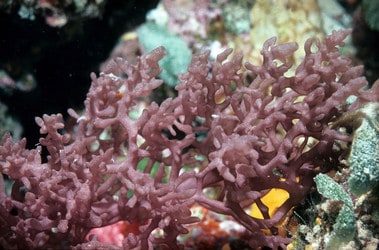 calcarea porifera