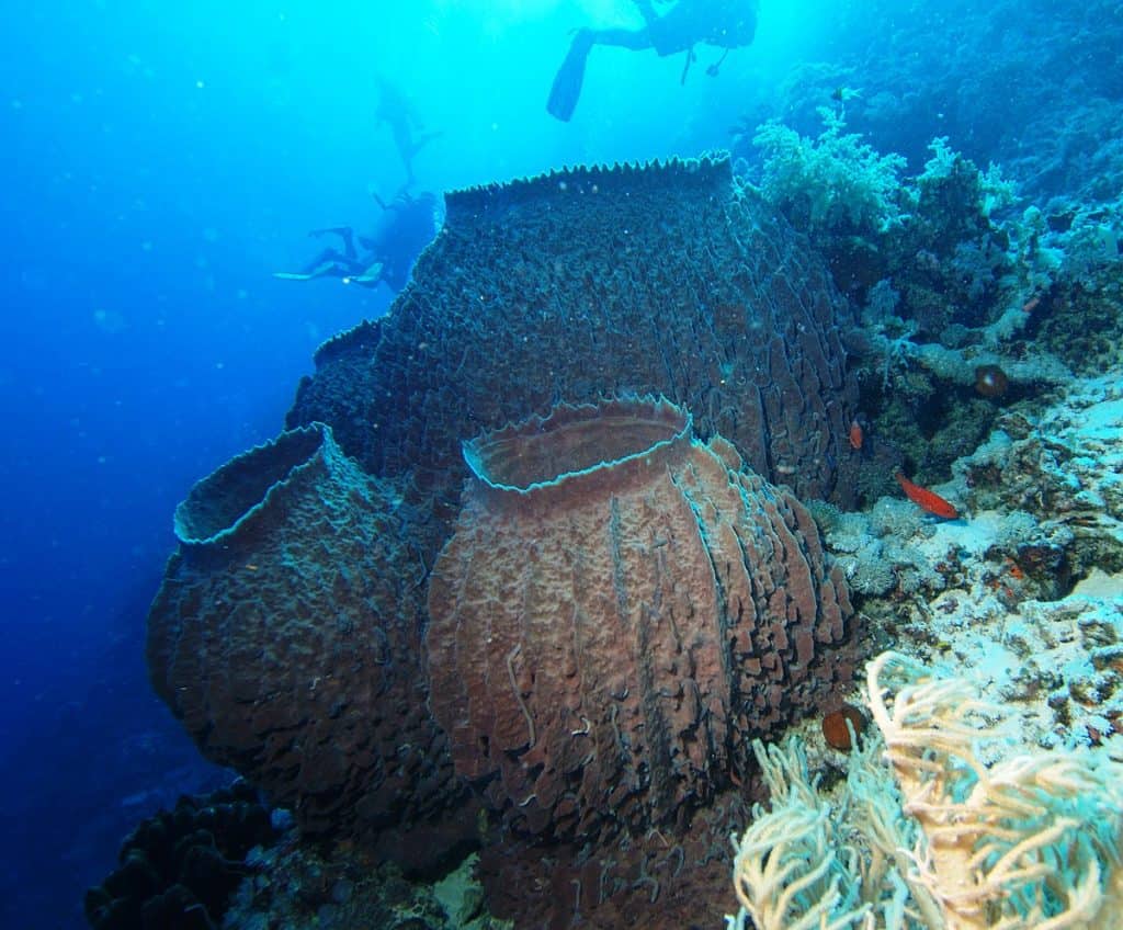 porifera demospongiae