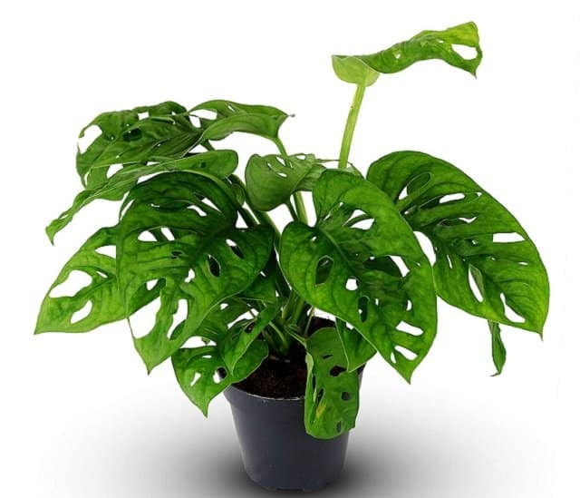 jenis monstera
