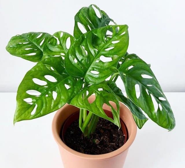 gambar monstera