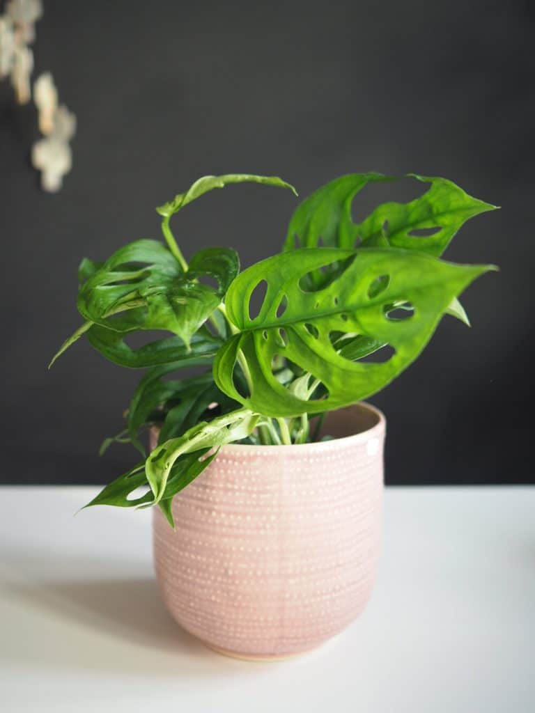 monstera