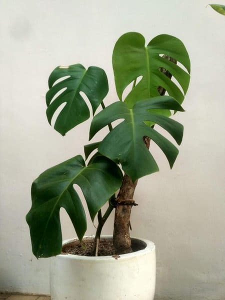 monstera