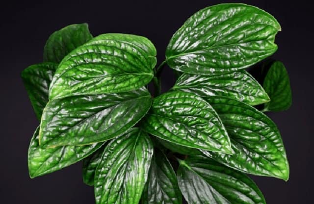 monstera