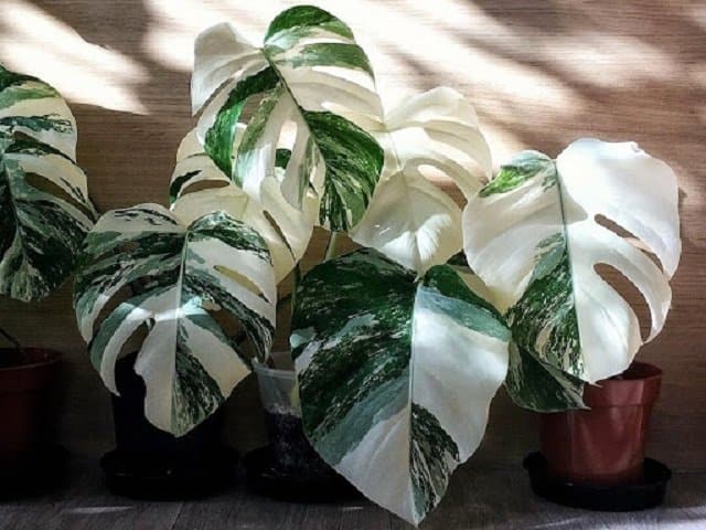 monstera