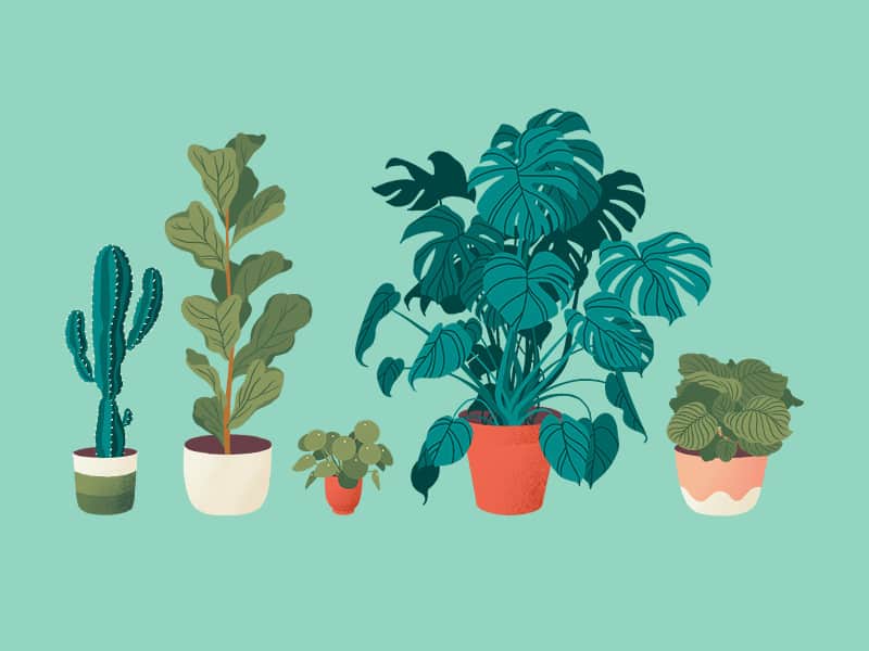 monstera