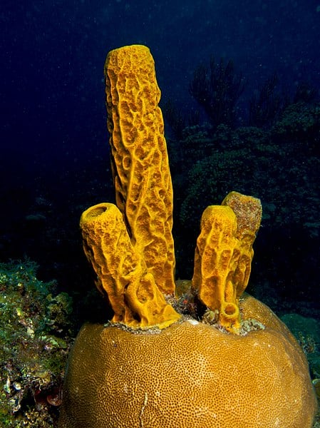 porifera