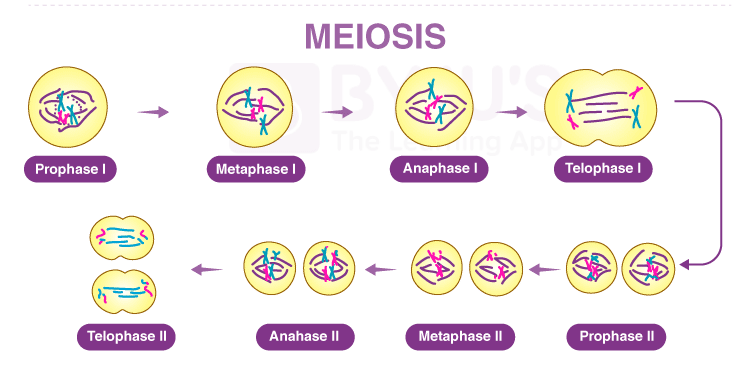 Tahapan Pembelahan Sel Meiosis