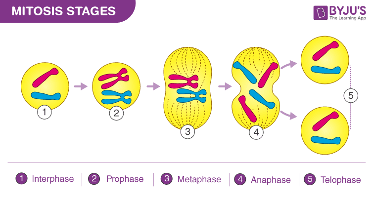 Tahapan Pembelahan Sel Mitosis